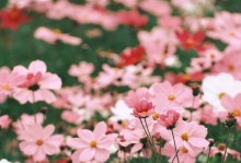 格桑花开放时间及景点介绍（盛夏时节，走进格桑花的海洋）