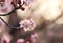 樱桃开花之美（探秘樱桃花的颜色与形态）