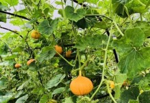 南瓜属于什么植物类型？（探究南瓜的分类及特征）