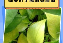 叶子上的斑点之谜（绿法师的病症揭秘，专家解析真相）