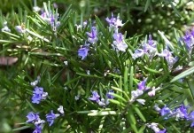 驱蚊花卉大全（掌握这些驱蚊花卉，夏日不再被蚊虫困扰！）