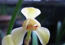 黄兰花开花频率的研究（探究黄兰花的花期及开花规律）