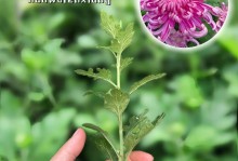盆栽菊花的养殖方法与注意事项（打造优美的盆栽菊花花园，让你的家更加美丽！）