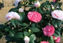茶花催花时间和方法详解（掌握催花技巧，让茶花盛放绽放）