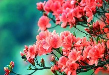 杜鹃花的花语象征与寓意（美丽的杜鹃花，背后隐藏的寓意和象征）