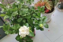 枙子花的养殖技巧（打造花园的好选择）