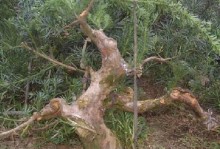 罗汉松不发芽怎么办？（解决罗汉松不发芽的方法和技巧）