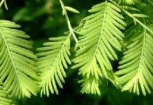 水棉的裸子植物身份揭秘（一探水棉的植物分类和特征）
