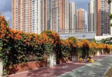 炮仗花能否在冬天存活？（寒冬季节下炮仗花的生存挑战）