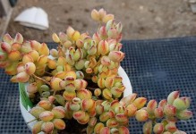 达摩福娘开花季节解析（几月份会开花？什么时候最美？）