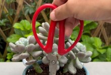 多肉植物插活技巧与方法（以多肉怎么插活为主题的详细指南）