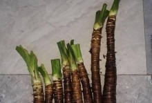 滴水观音的土壤养护（打造健康生长的灵芝树）