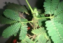 小丽花叶子上的白斑问题解析（探寻小丽花叶子上的白斑形成原因与处理方法）