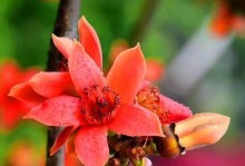 木棉花——热带之美（探秘木棉花的花语、特性、种类、产地、寓意、栽培、用途与保护）