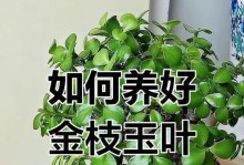 如何科学浇水金枝玉叶（金枝玉叶生长需要的水分量和浇水技巧）