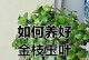 如何科学浇水金枝玉叶（金枝玉叶生长需要的水分量和浇水技巧）