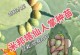 以仙人掌花种植方法（掌握仙人掌花的栽培技巧，打造独特的观赏植物）