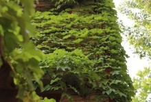 爬山虎的种植技巧与养护知识（打造绿意盎然的家居和花园，）