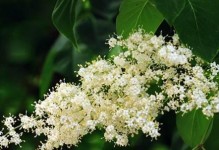 锦带花生长速度有多快？（一年长多少？快速了解锦带花生生长特点）