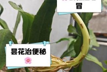 假昙花花期解析（揭秘假昙花的开花时间）
