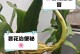 假昙花花期解析（揭秘假昙花的开花时间）