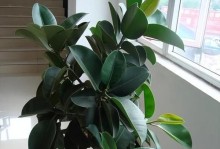 客厅装饰必备的植物（美观易养的8种室内植物推荐）