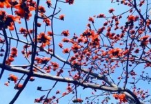攀枝花的市花是什么花？（揭开攀枝花市花的神秘面纱）