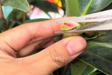 嫁接茶花的养护秘籍——打造绚丽花园（掌握嫁接技巧，培育茶花盛放的秘密花园）