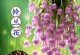 种球花卉的繁殖技巧与方法（掌握种球繁殖，让花园充满生机）