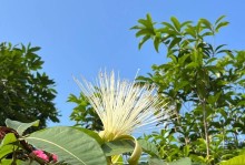 发财树花期长短？（解密发财树花期及其“花期”）