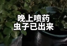 白色小飞虫如何处理（有效应对白色小飞虫侵扰）