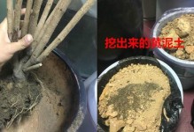 以幸福树换盆掉叶子的挽救方法（从根源解决，让幸福树重新焕发生机）