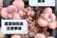 以桃蛋怎么浇水效果最好（探索浇水技巧，培养优质桃蛋）