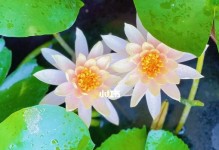如何给睡莲追肥？（选择合适的肥料，让睡莲更健康）