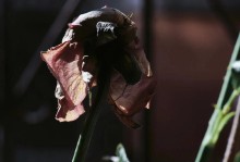 花卉枯萎救治秘籍（以养的花枯萎了怎么办？快来掌握这些关键技巧！）