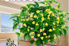 如何养护桂花树，让其长得茂盛？（打造生态环境下的桂花乡，助力美好家园建设）
