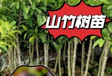 探究山竹树的生长环境条件及特点（探秘山竹树的生长环境与营养需求）