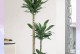 探秘荷兰铁盆栽的养护之道（了解荷兰铁盆栽的关键要素，打造繁茂绿意缤纷的小世界）