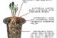 水苔的养殖方法详解（水苔的营养价值及生长环境要求）