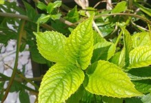 如何处理花叶上的黄斑霉点（有效防治方法和注意事项）