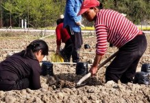 葛根种植指南（最佳种植时间、种植步骤、养护技巧、收获时间）
