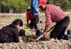 葛根种植指南（最佳种植时间、种植步骤、养护技巧、收获时间）