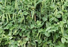 豌豆是被子植物的吗？（探究豌豆的生物分类和特征）