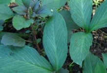 半夏病虫害防治方法与技术措施（打造健康稳产的半夏种植技巧）