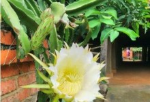 龙骨花的开花时间和养殖要点（掌握龙骨花的开花时机，打造美丽花园）