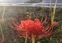 揭秘彼岸花开花时间（究竟是在哪个季节、哪个月份开花？）