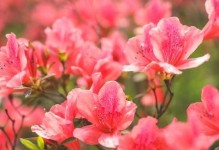 可乐是否适合浇杜鹃花？（了解真相，不让杜鹃花陪葬）