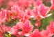 可乐是否适合浇杜鹃花？（了解真相，不让杜鹃花陪葬）