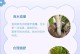 如何处理金钱草叶片变黄问题（解决金钱草叶片变黄的简单有效方法）