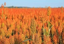 探寻和高粱穗相似的植物之谜（揭秘神秘的“粮食之王”族群）